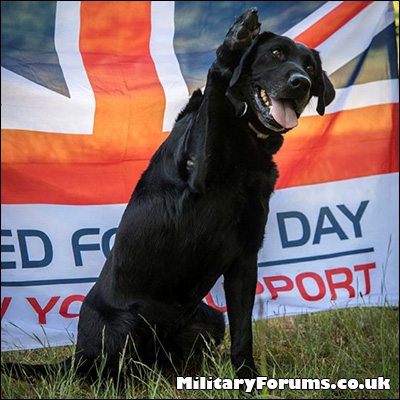 Royal Marines Slang - Common Dog